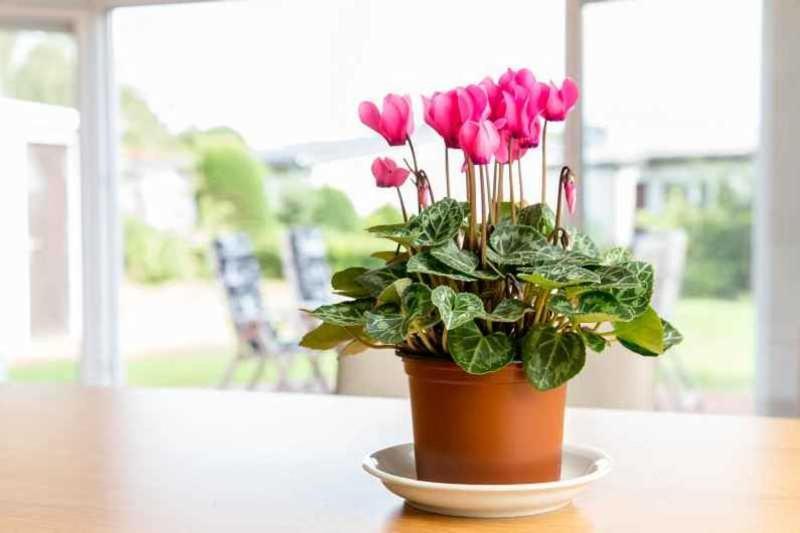 Ferienhaus Boje 9 Neuharlingersiel Εξωτερικό φωτογραφία